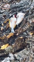 "Is this bird sleeping or dead?"