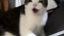 Angry Cat Looks Adorably Cute While Getting Teased by Its Owner