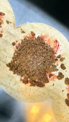 French Tacos Viande Hachée Sauce Blanche & Harissa & Fromage Emmental 🧀 #BR3 #tacos #FrenchTacos #eating #foodie