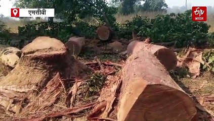 पुष्पा स्टाइल में तस्कर काट रहे कीमती पेड़, गांव वालों ने दी पटवारी को सूचना