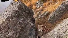 On a quiet autumn slope in Central Asia, a golden eagle stands watch from a rocky ledge. Suddenly, a lynx appears from behind — and a tense moment unfolds between two apex predators. Feathers and fur fly in a sudden clash of instincts. But then, the eagle