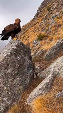 On a quiet autumn slope in Central Asia, a golden eagle stands watch from a rocky ledge. Suddenly, a lynx appears from behind — and a tense moment unfolds between two apex predators. Feathers and fur fly in a sudden clash of instincts. But then, the eagle