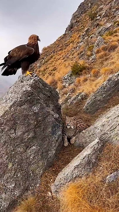 On a quiet autumn slope in Central Asia, a golden eagle stands watch from a rocky ledge. Suddenly, a lynx appears from behind — and a tense moment unfolds between two apex predators. Feathers and fur fly in a sudden clash of instincts. But then, the eagle