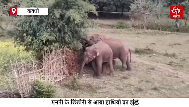 कवर्धा पहुंचा 4 हाथियों का झुंड, अचानकमार से कान्हा नेशनल पार्क की ओर कर रहा मूव