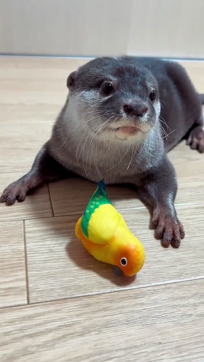 Let's play with me...🦦