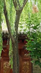 Four and Fearless - Chefs, Beware! #Dramabox