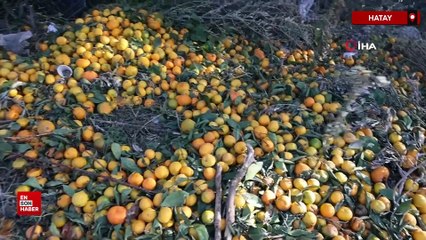 Hatay’da mandalina 2 TL’ye düşünce üreticiler tonlarca ürünü ücretsiz dağıttı