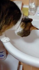 Morning Drink :) #cat #funnycats #cutecats #shorts #trending #goodmorning #fyp