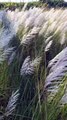 Kashful I Kans grass l wild sugarcane l kasful