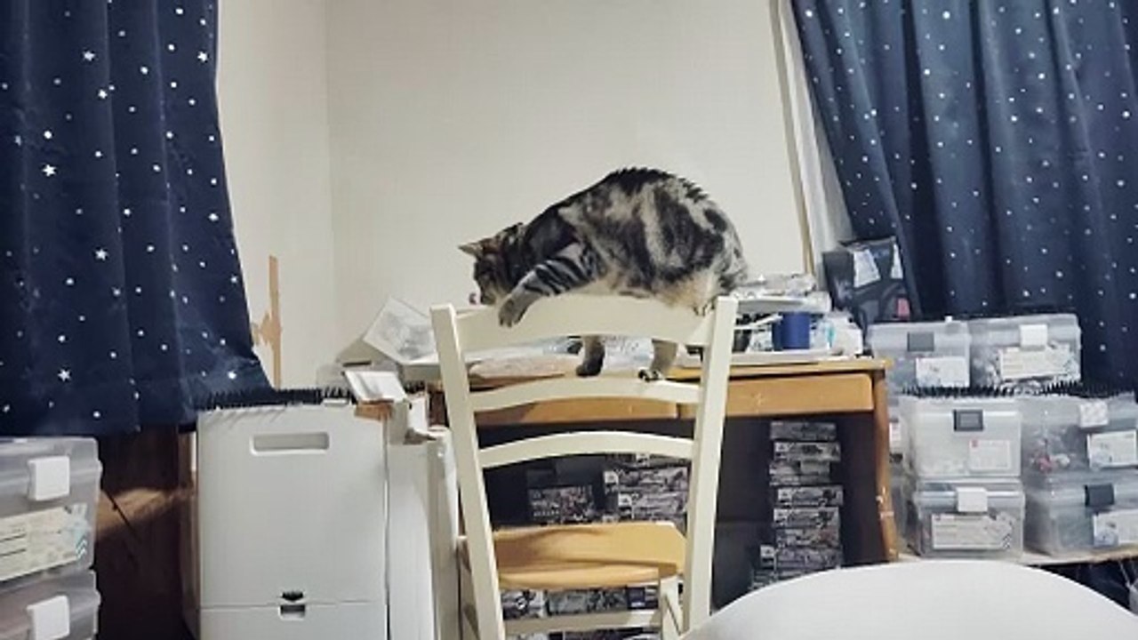 椅子の上に立つココア