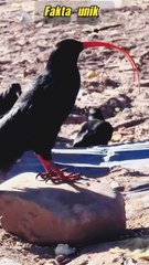 "interesting facts about ibis birds."