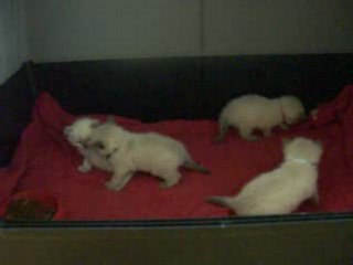 CHATONS RAGDOLL