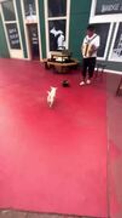 Dog Collects Tips For Street Musician