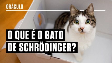 O que é o Gato de Schrödinger? Pesquisadora responde a perguntas sobre física quântica.