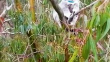 'Jarrah' the koala joey welcomed in NSW Barrington Tops sanctuary