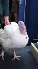 Thanksgiving turkey takes over White House Press Briefing Room