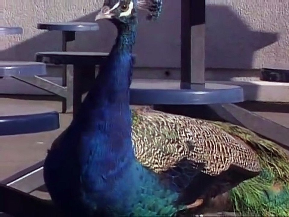 Heres Looking at You Kid-SD