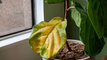 9 Signs That Mean Your Houseplants Have Root Rot