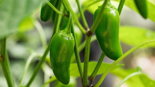 10 Gardening Mistakes To Avoid If You’re Growing Jalapeño Peppers This Year