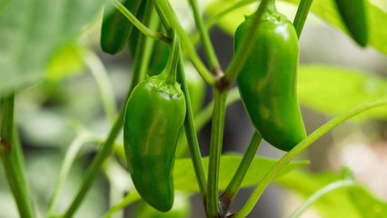 10 Gardening Mistakes To Avoid If You’re Growing Jalapeño Peppers This Year
