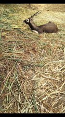 Are you also pretending to be calm?