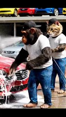 Chikki Monkey & Momo Cat Doing Car Wash Duty – Funny Animal Comedy Video