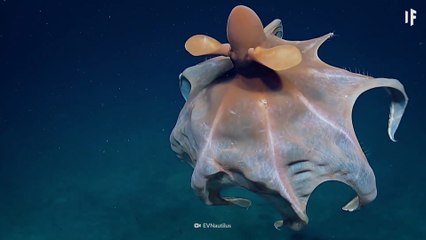 💖POURQUOI les océans sont encore plus terrifiants que l’espace💖💥ABONNES-TOI STP🙏💖 MERCI 🙏💖💥