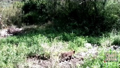 Ormanda yavrularıyla gezen ayı, fotokapana saldırdı