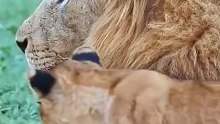 This Lion Cub Just Tried to FIGHT His Dad! 🦁 Wait for the Unbelievable Hug!