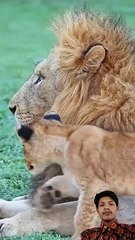 This Lion Cub Just Tried to FIGHT His Dad! 🦁 Wait for the Unbelievable Hug!