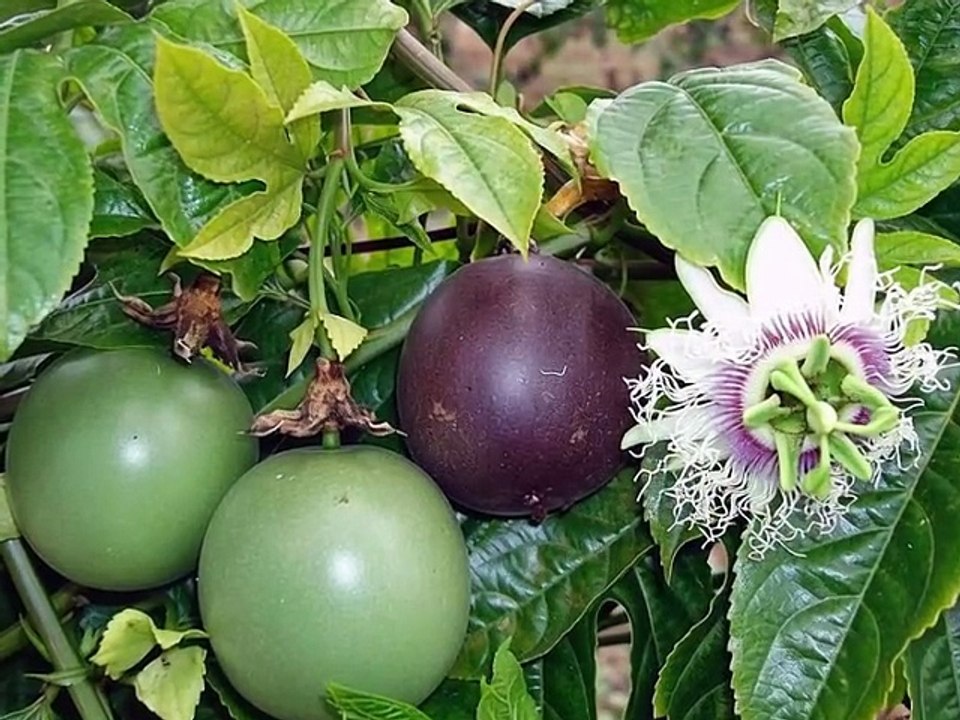 Passion Fruit