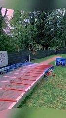 Incroyable ces chiens!