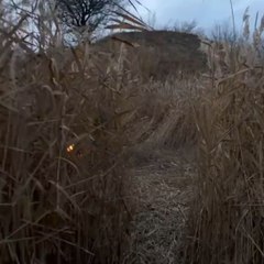Bushcraft Skills. Building survival shelter from wheels and reeds