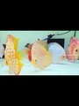 Beautiful Discus Fish Aquarium