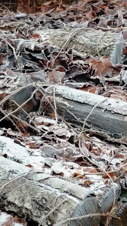 WInter Is Here :) #winter #frost #snow #cold #trending #fyp #Poland