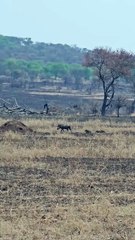 Pumba family got lucky after walking right into a pride of lions. 🔥