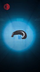 Médico mexicano utiliza sanguijuelas en las cirugías de injertos