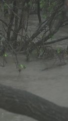 Cyclone Fina rips through Australia, leaving thousands without power