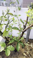 Pomelo Plant Adjusted After Transplant & Started Flowering