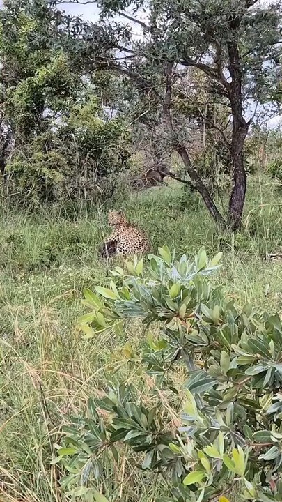 Baby Warthog Screams for Help as Leopard Attacks — Mother’s Response Is Wild!