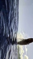 Incredible Whale Breach Captured Over the Ocean | Nature & Wildlife Photography