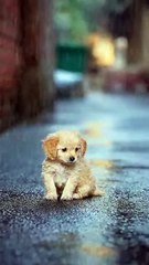A tiny puppy sits alone in the rain #AI  #baby  #cute  #dog  #funny  #Sora2  #viralreels