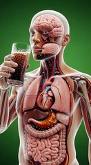 1. Anatomical Overview Animation