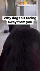 Dog funny vide0