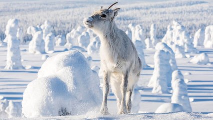 Aïlo : une odyssée en Laponie