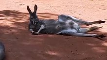 Australian kangaroo relaxing