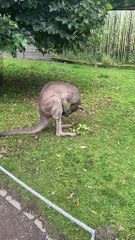 Australian kangaroo 🦘