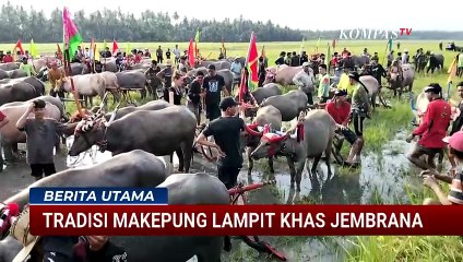 Serunya Makepung Lampit Jembrana, Tradisi Balap Kerbau yang Kini Jadi Event Wisata Tahunan