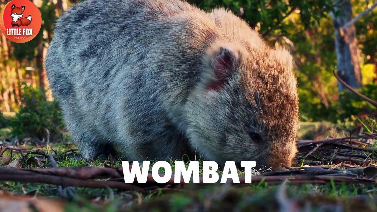 Guess the Nocturnal Animal! 🦇| The Secret World of Night Animals! #kidslearning #animals #nocturnal