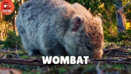 Guess the Nocturnal Animal! 🦇| The Secret World of Night Animals! #kidslearning #animals #nocturnal